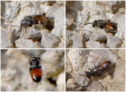 Réf. 248 104 : Sphecodes sp.